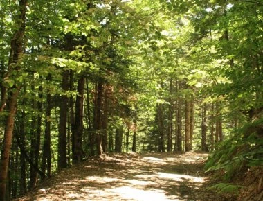 Αυτοί είναι οι δήμοι που θα πάρουν παράταση για τους δασικούς χάρτες